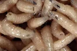 Larva