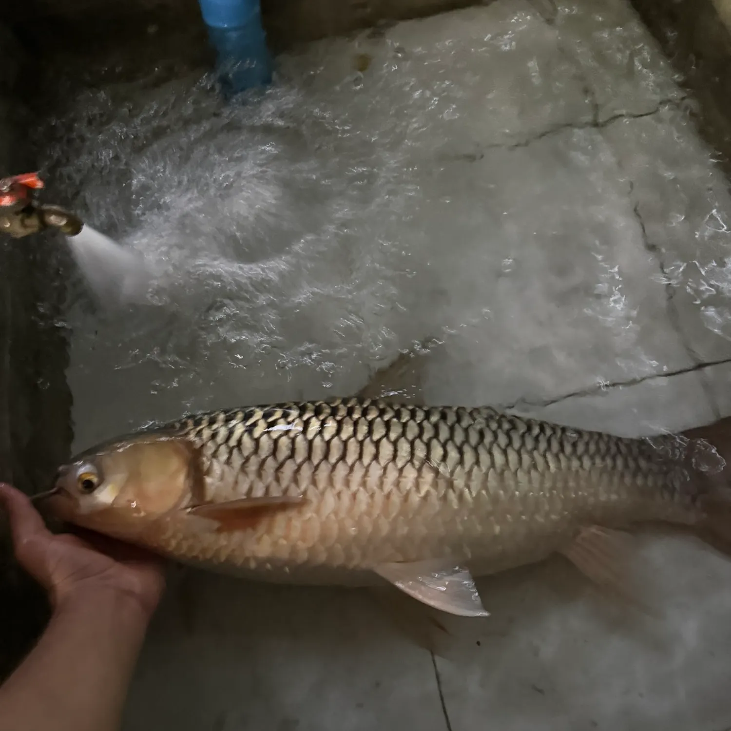 The most recent Hoven's carp catches on Fishbrain