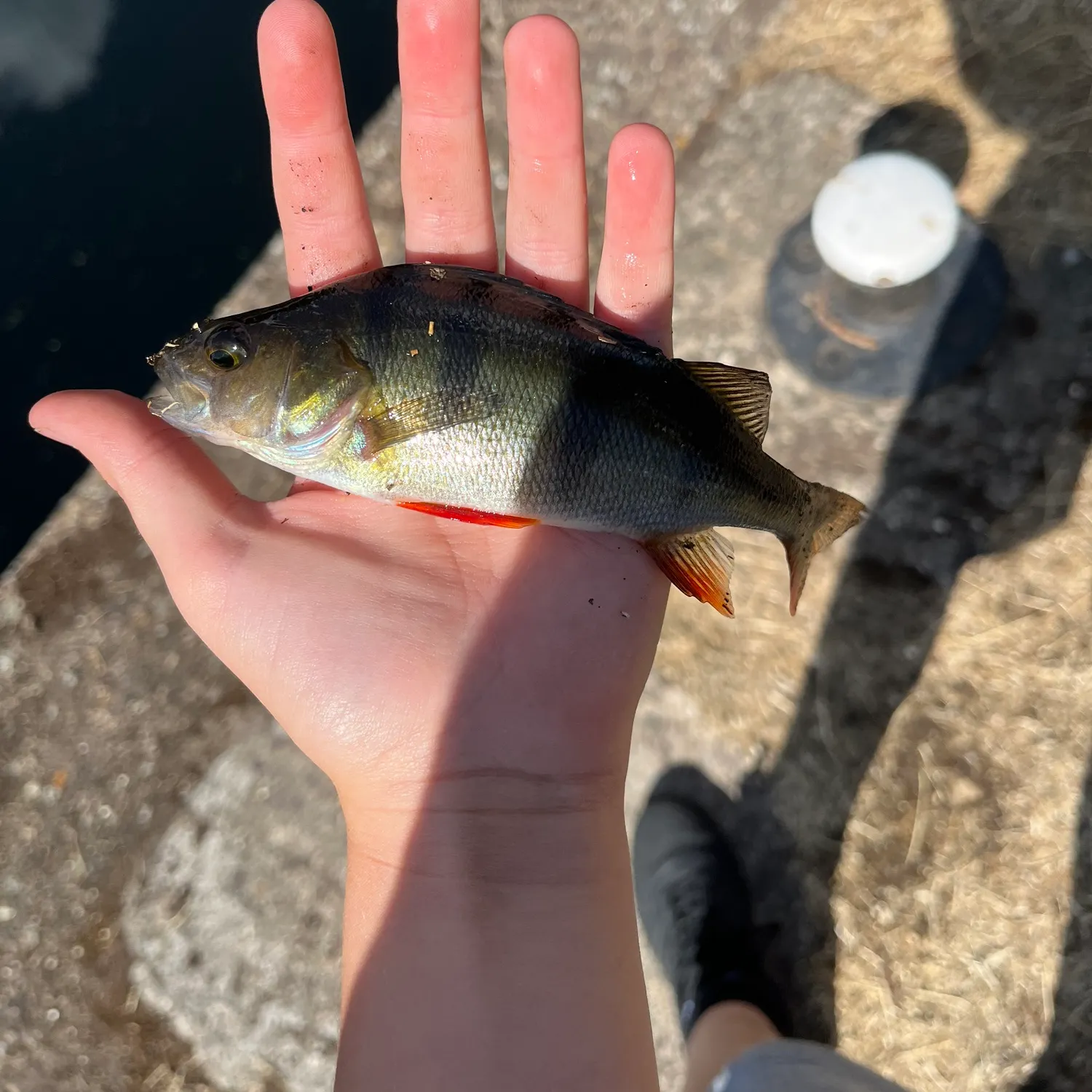 European perch caught on Fishbrain