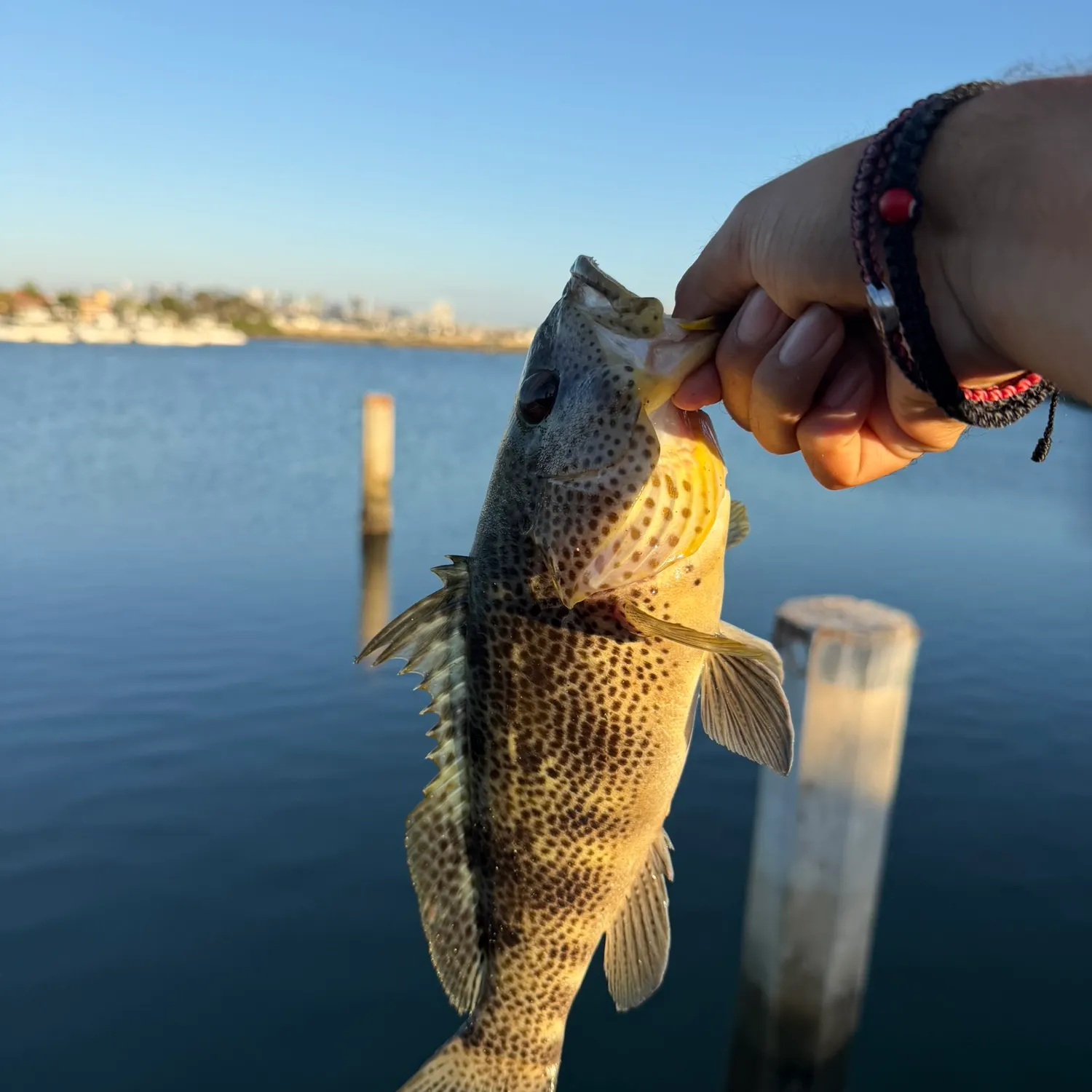 Spotted sand bass caught on Fishbrain