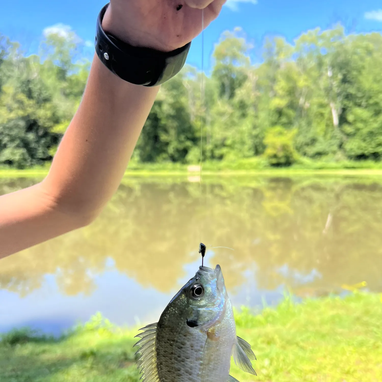 Bluegill caught on Fishbrain