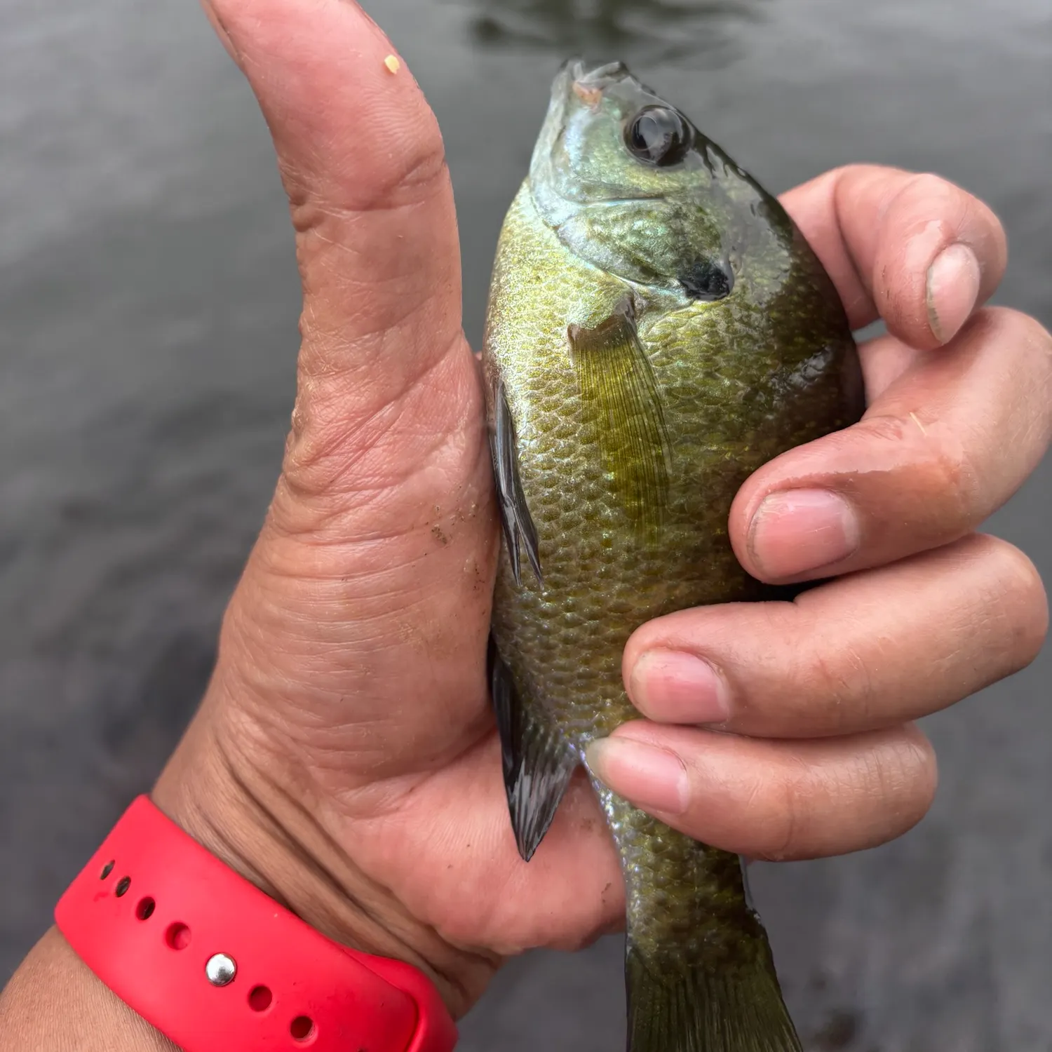 Bluegill caught on Fishbrain