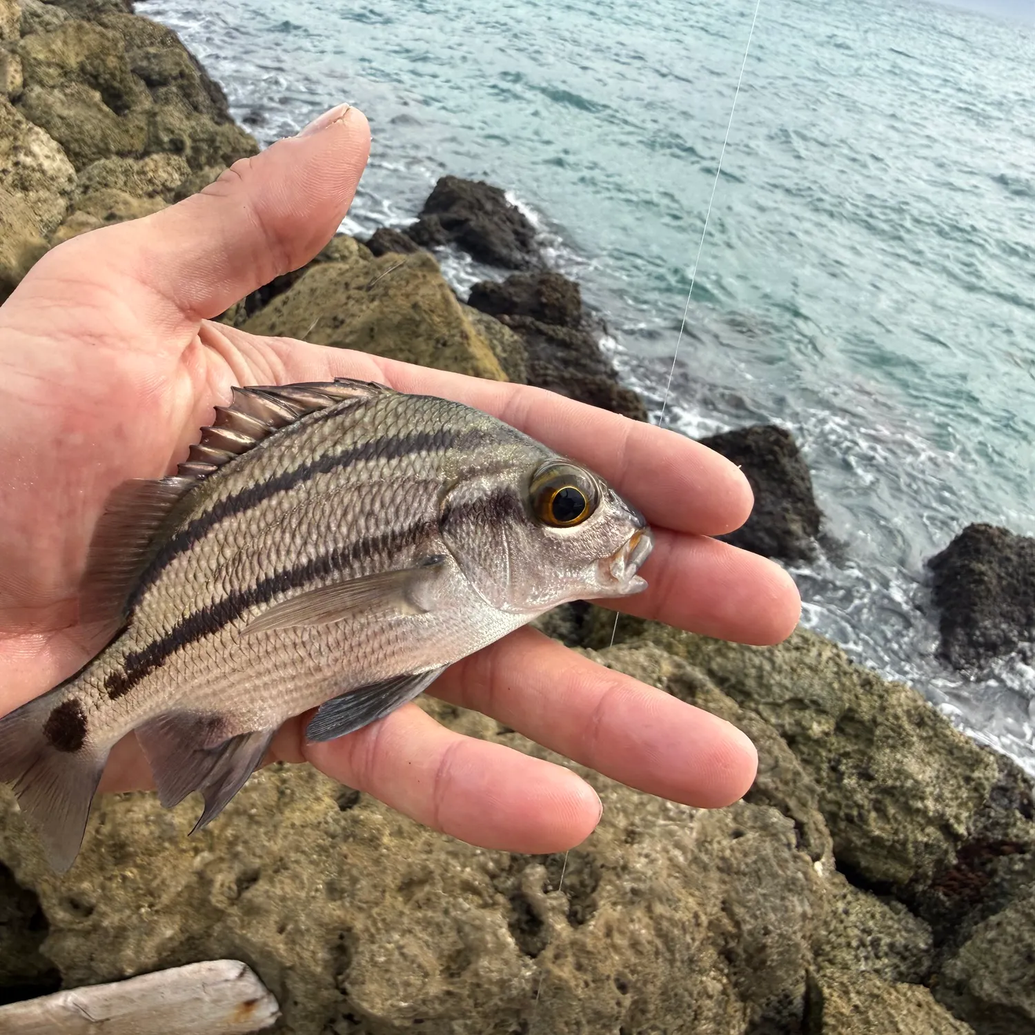 The most recent Black margate catches on Fishbrain