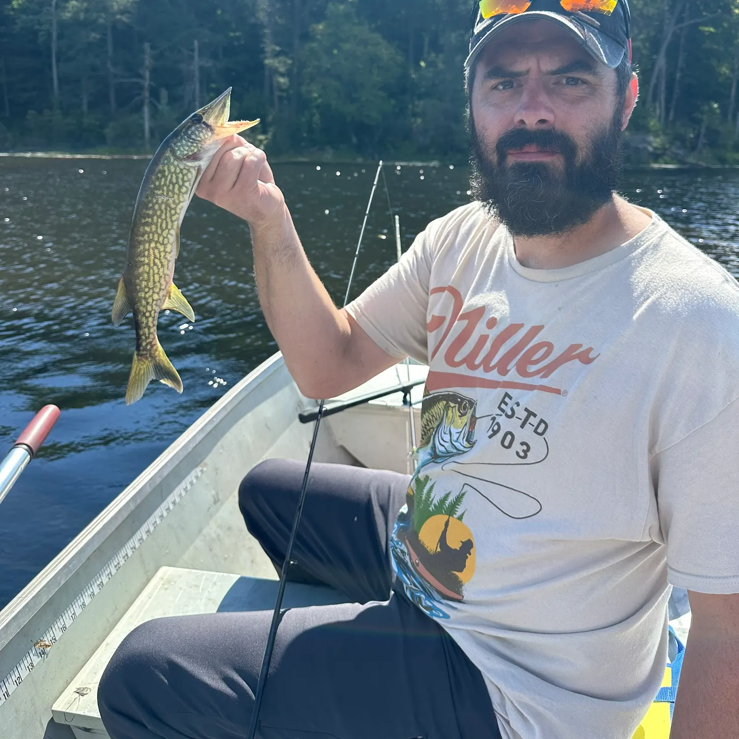 Chain pickerel caught on Fishbrain