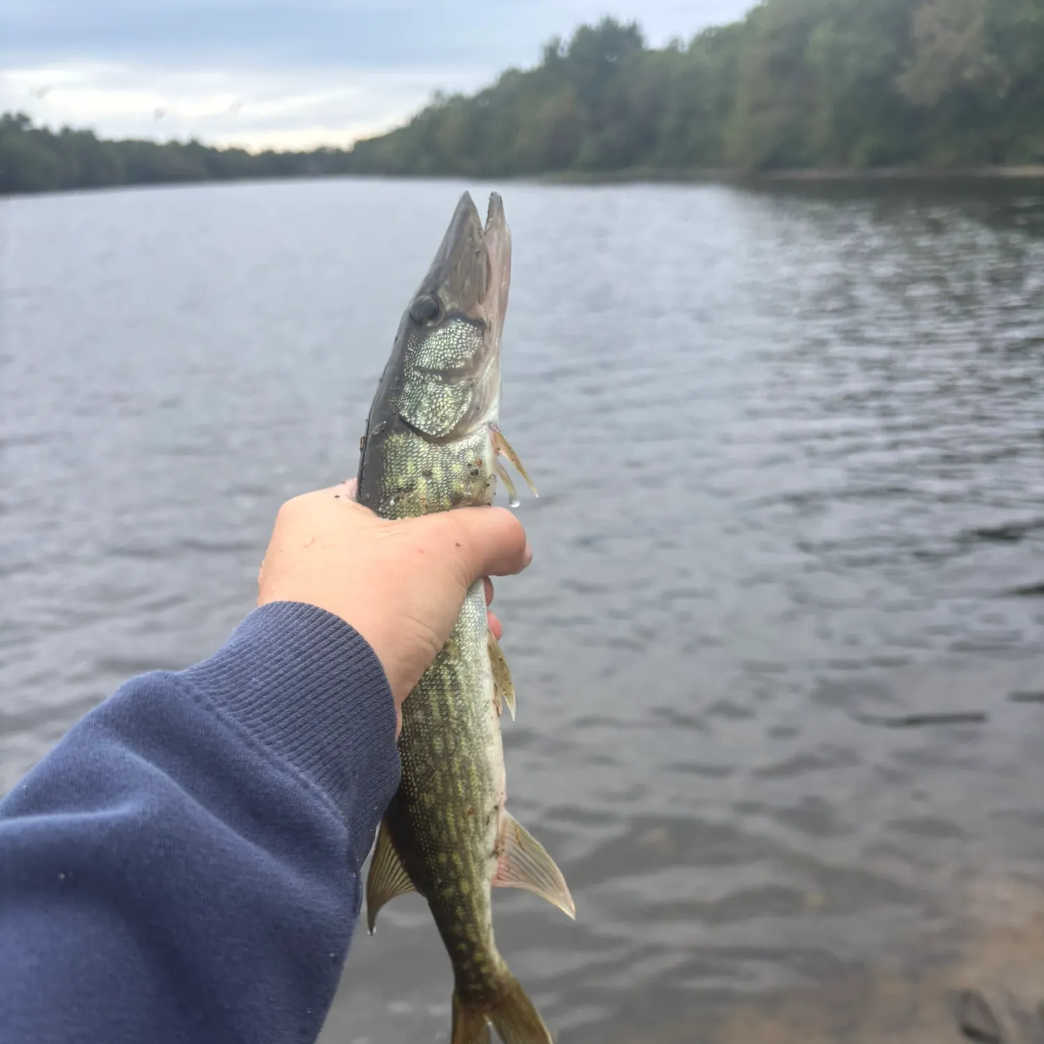 Chain pickerel caught on Fishbrain
