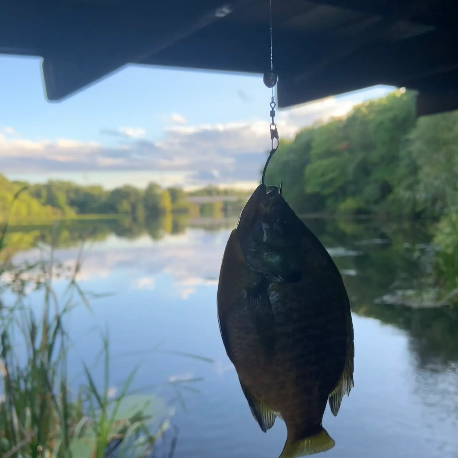 Bluegill caught on Fishbrain