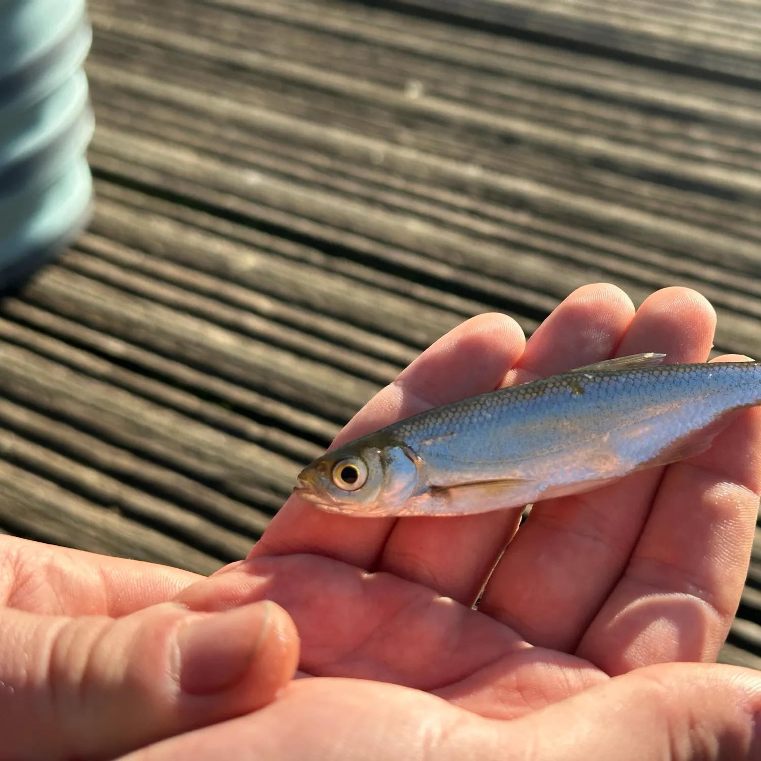 The most recent Common dace catches on Fishbrain