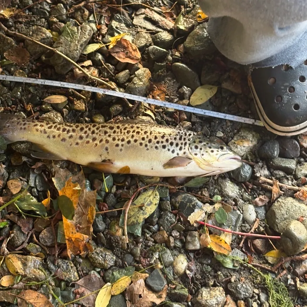 Brown trout caught on Fishbrain