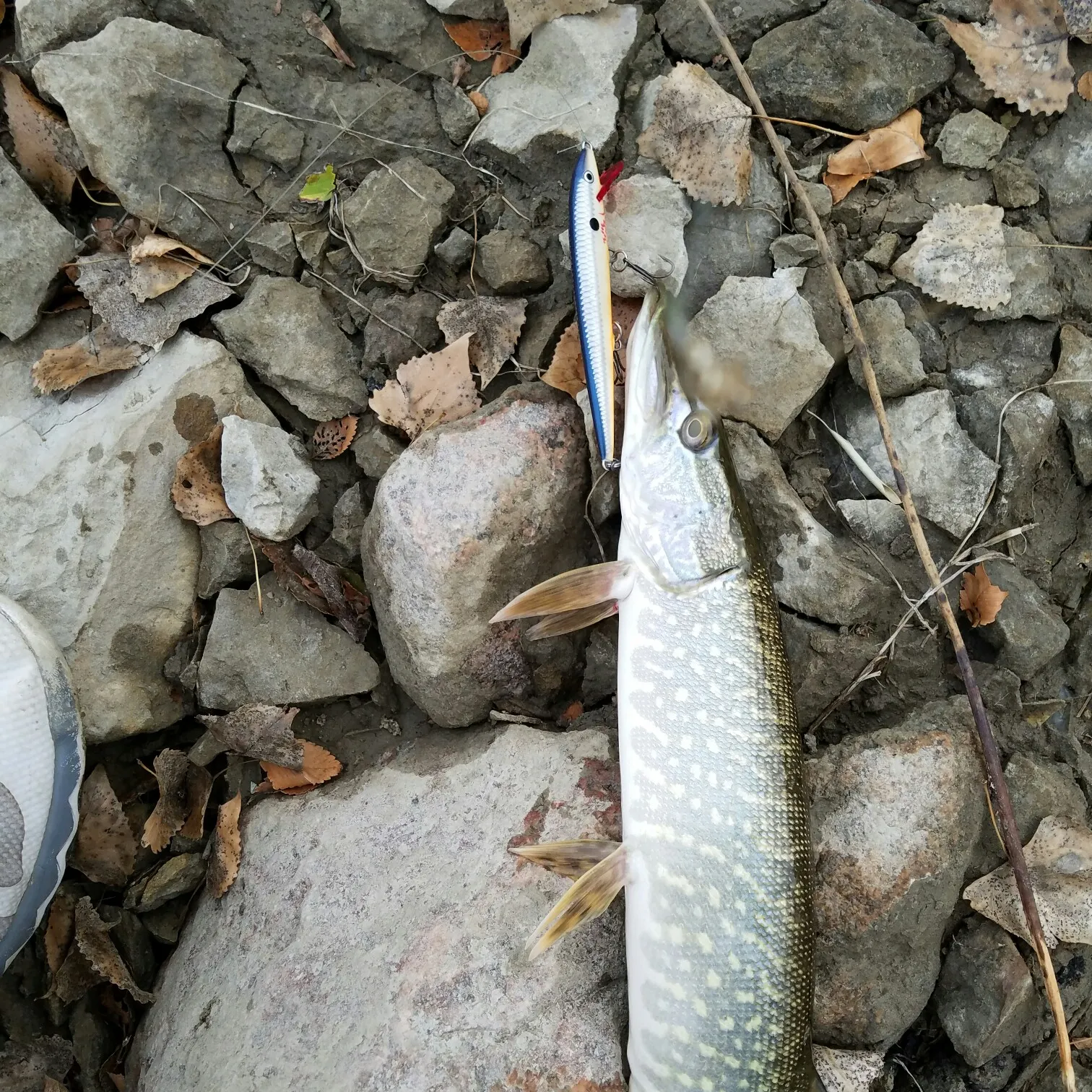 Northern pike caught on Fishbrain