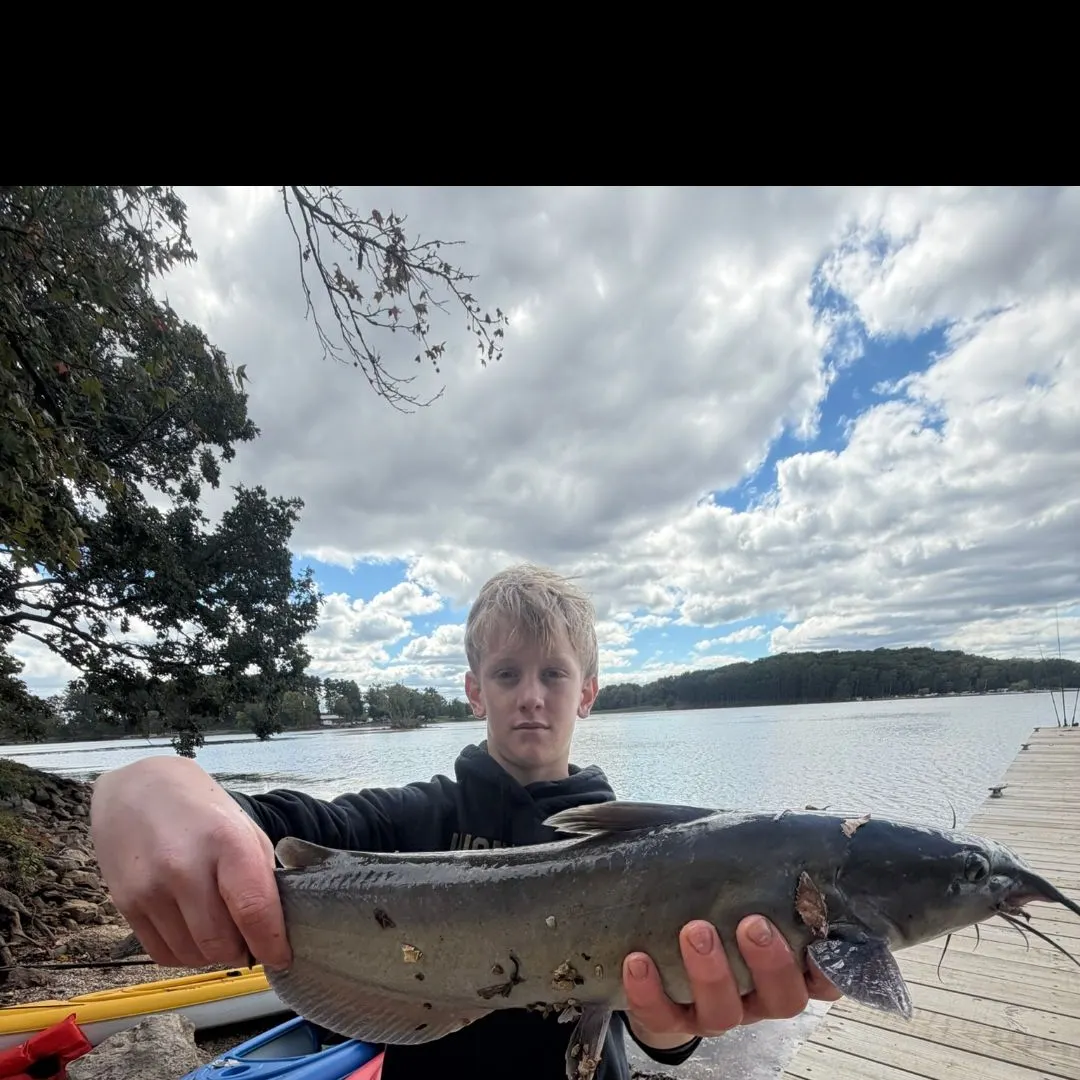 Channel catfish caught on Fishbrain