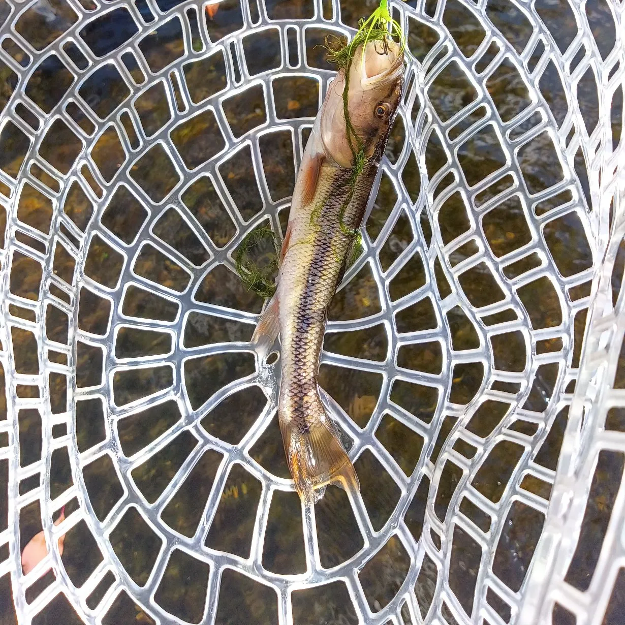 Creek chub caught on Fishbrain