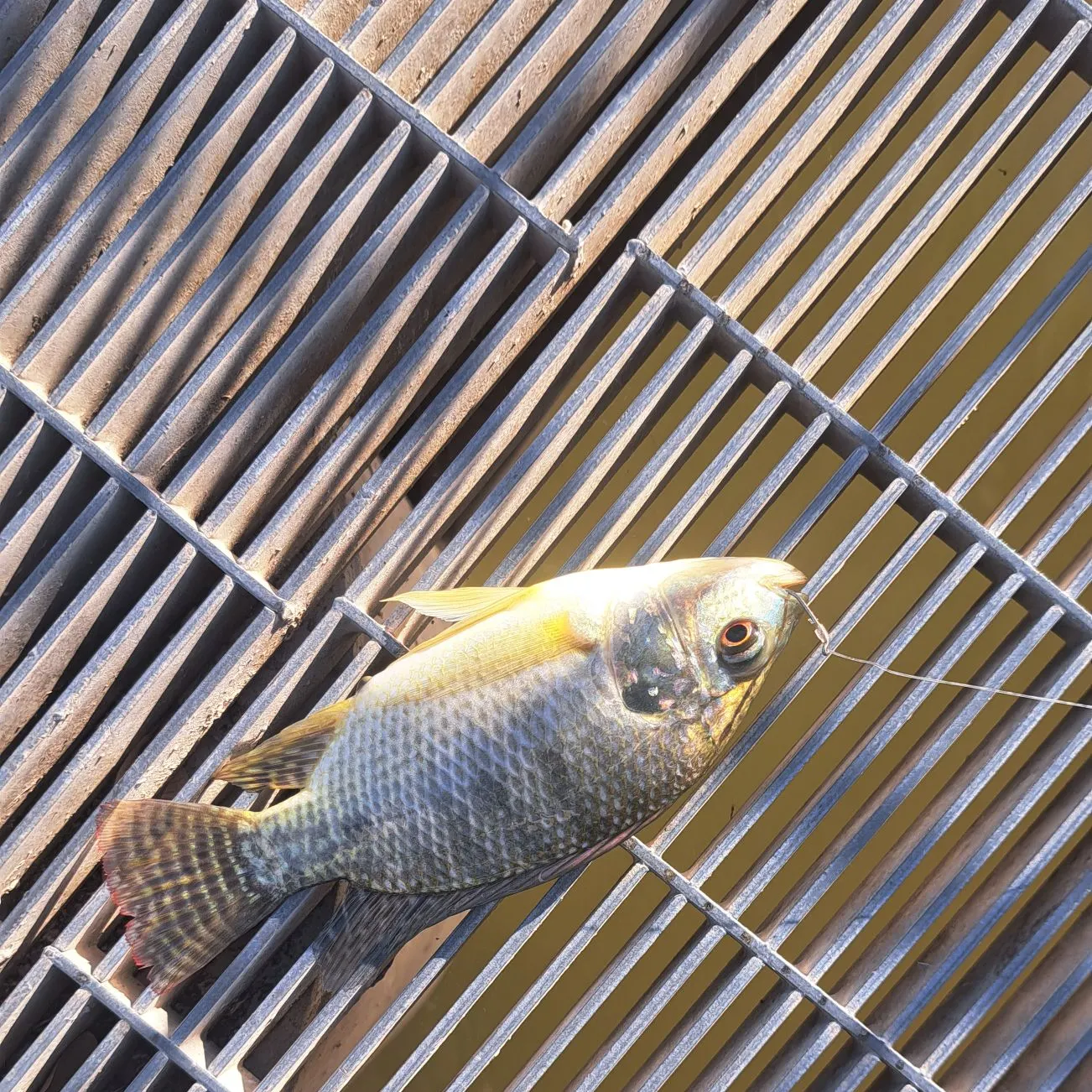 Nile tilapia caught on Fishbrain