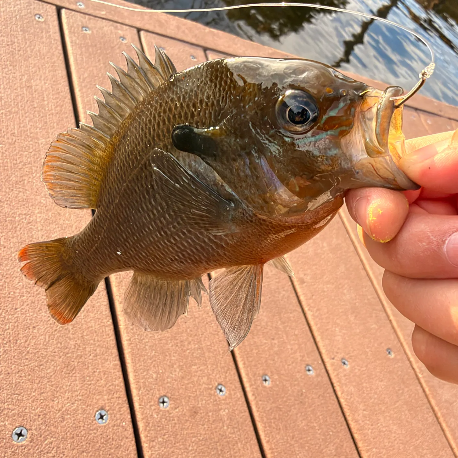 Redbreast sunfish caught on Fishbrain