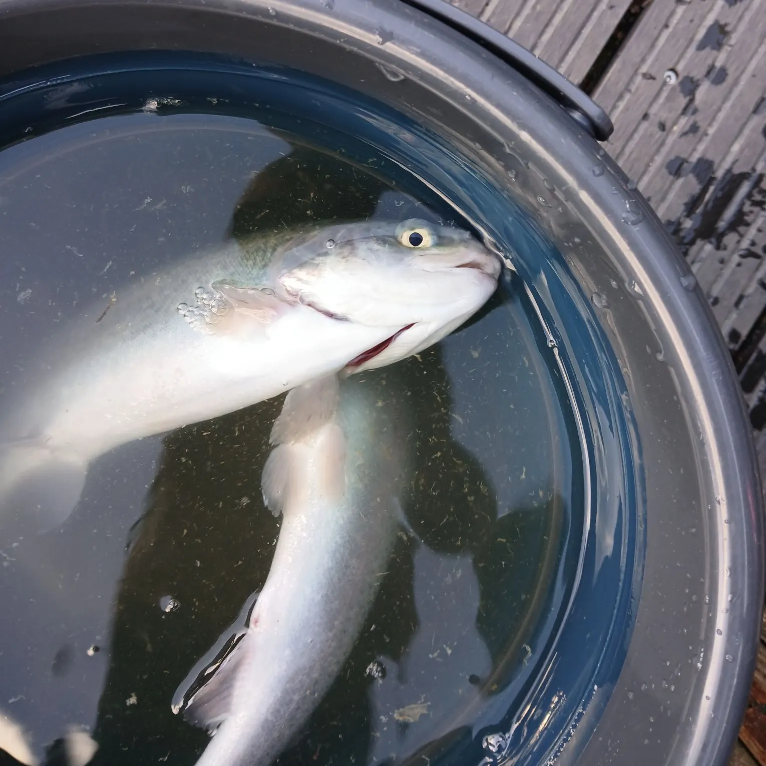 Rainbow trout caught on Fishbrain