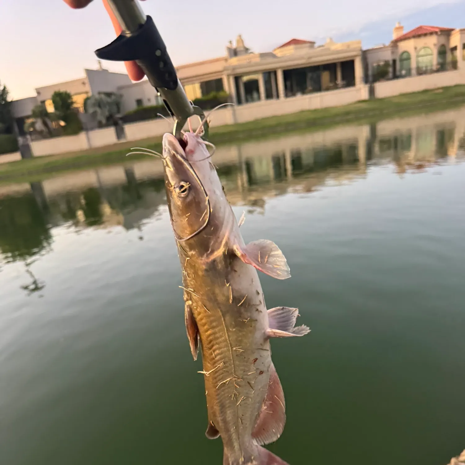 Channel catfish caught on Fishbrain