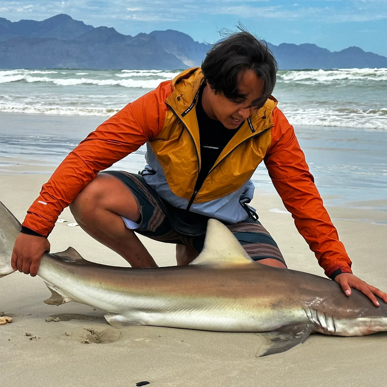 The most recent Sandbar shark catches on Fishbrain