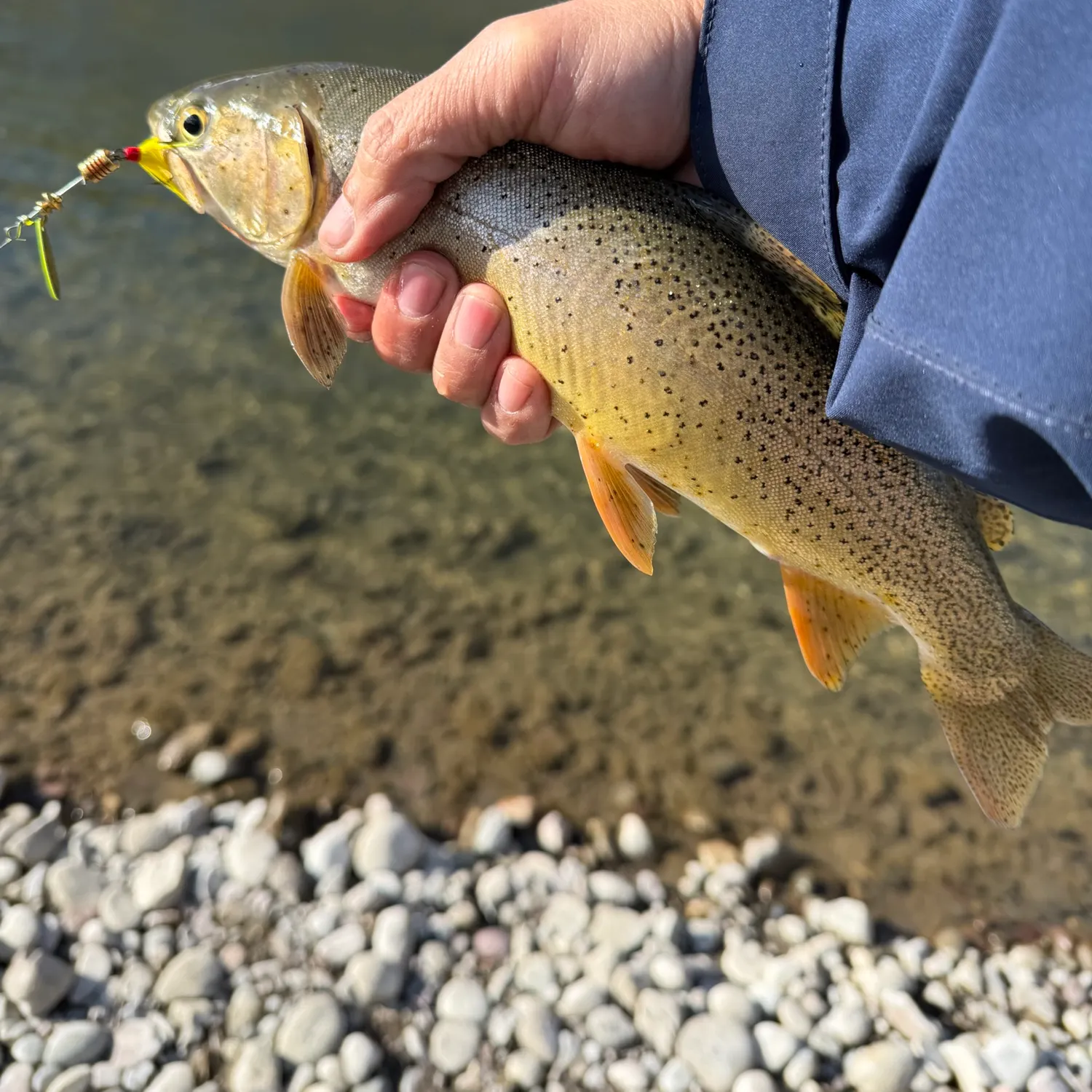 Cutthroat trout caught on Fishbrain