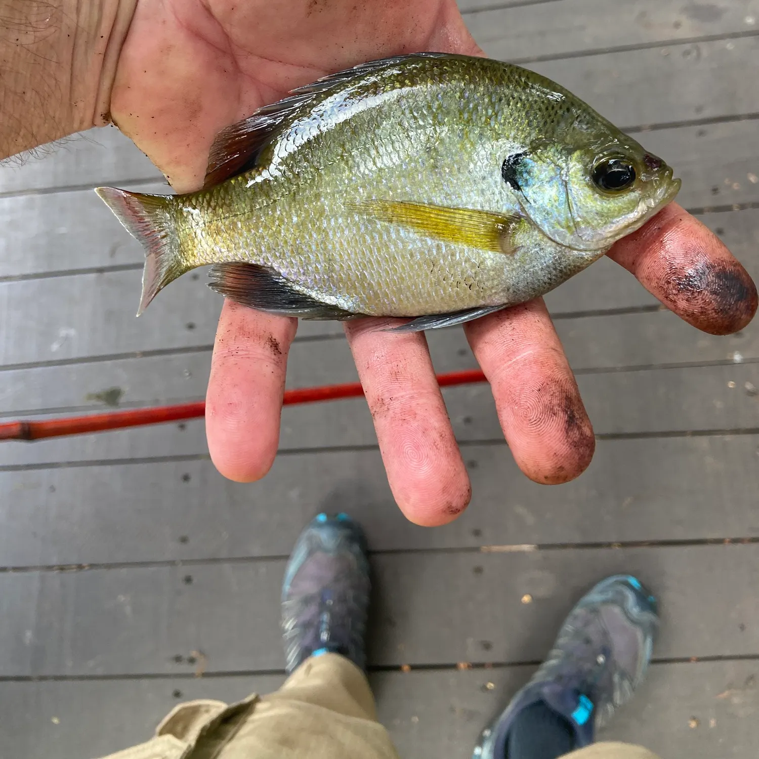 Bluegill caught on Fishbrain