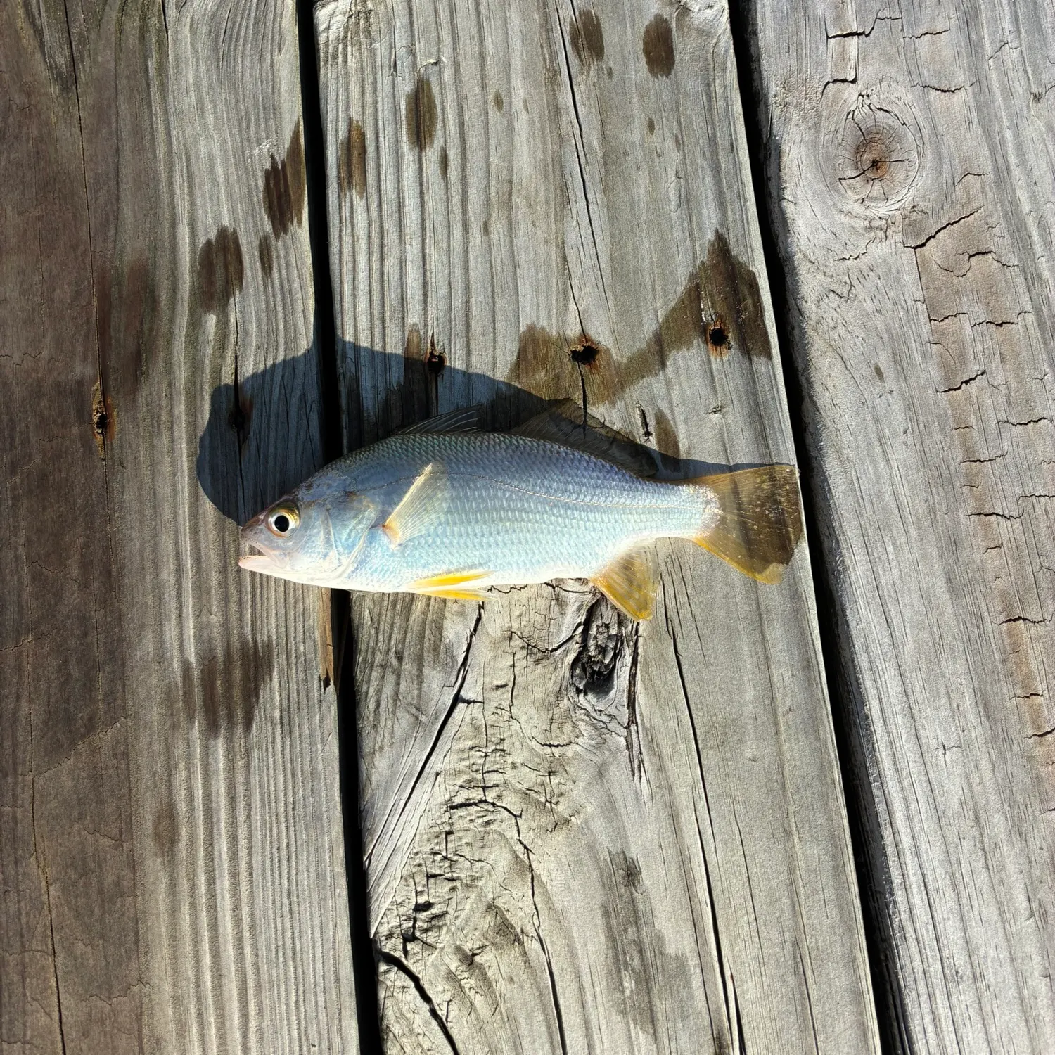 Silver perch caught on Fishbrain