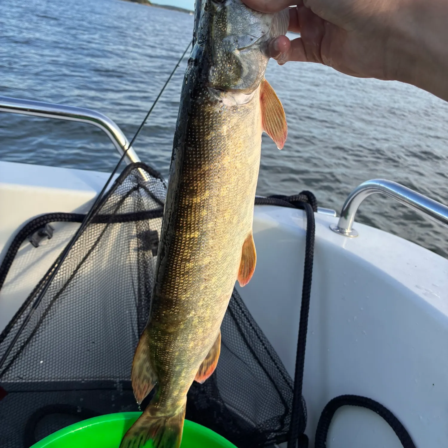 Northern pike caught on Fishbrain