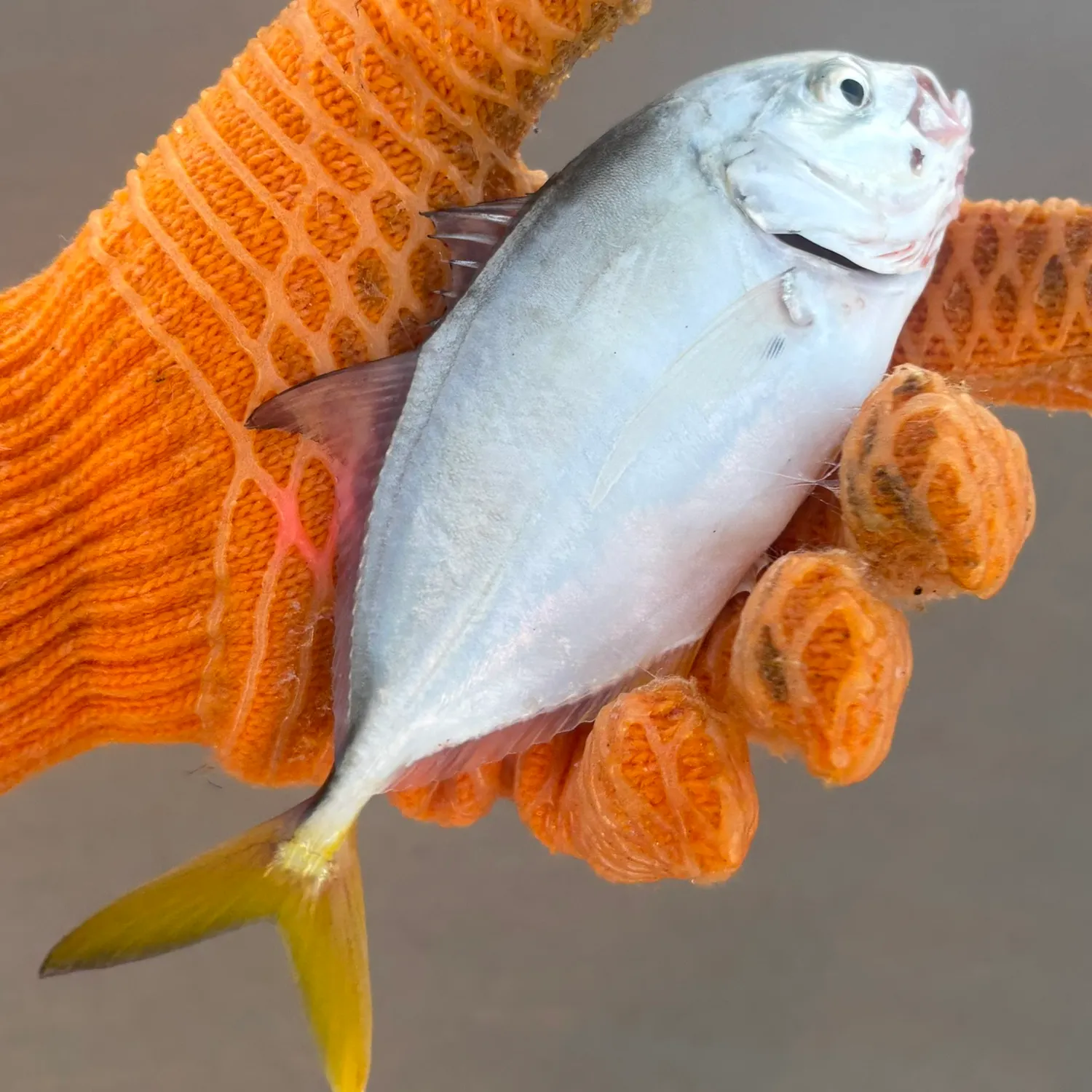 The most recent Horse-eye jack catches on Fishbrain