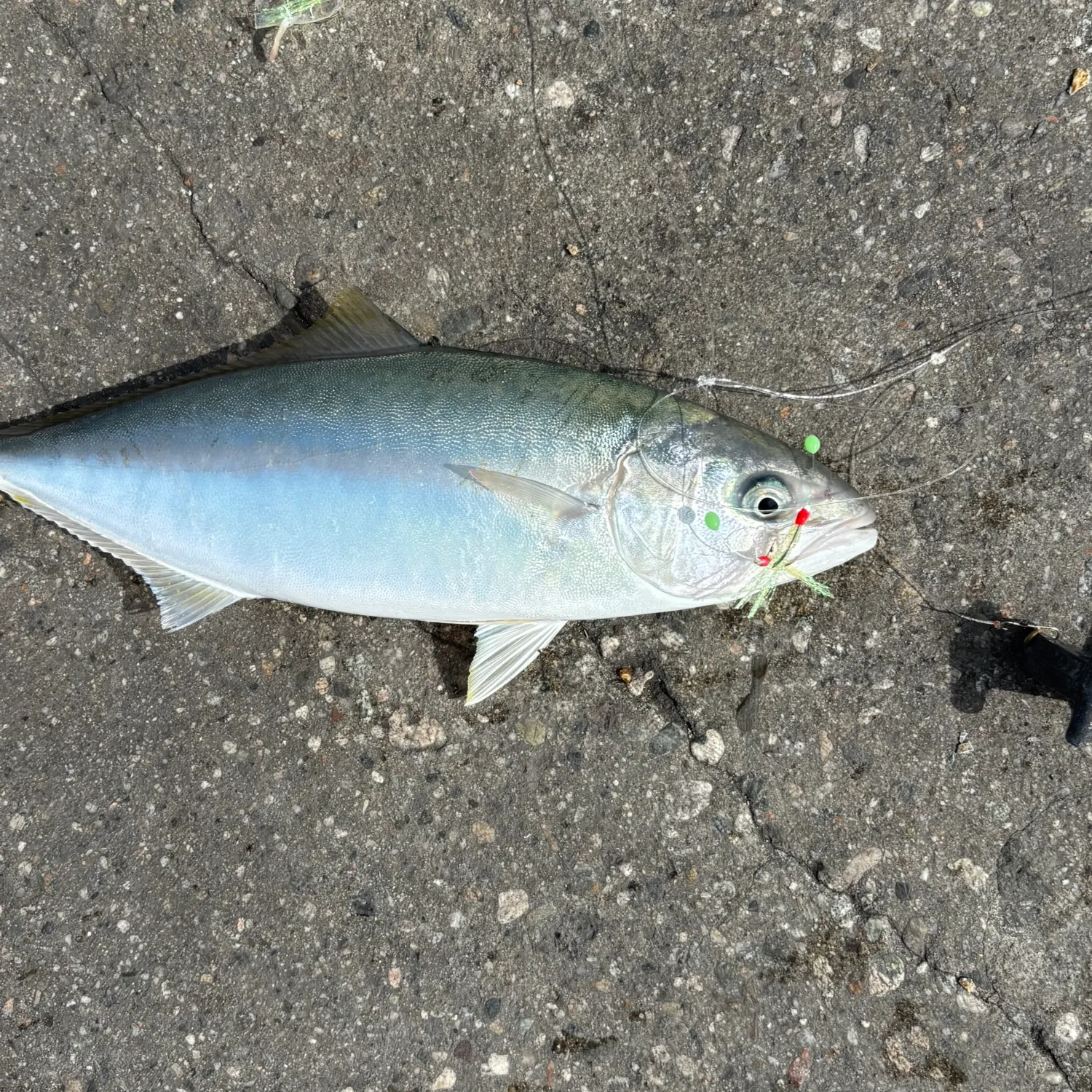 The most recent Japanese amberjack catches on Fishbrain