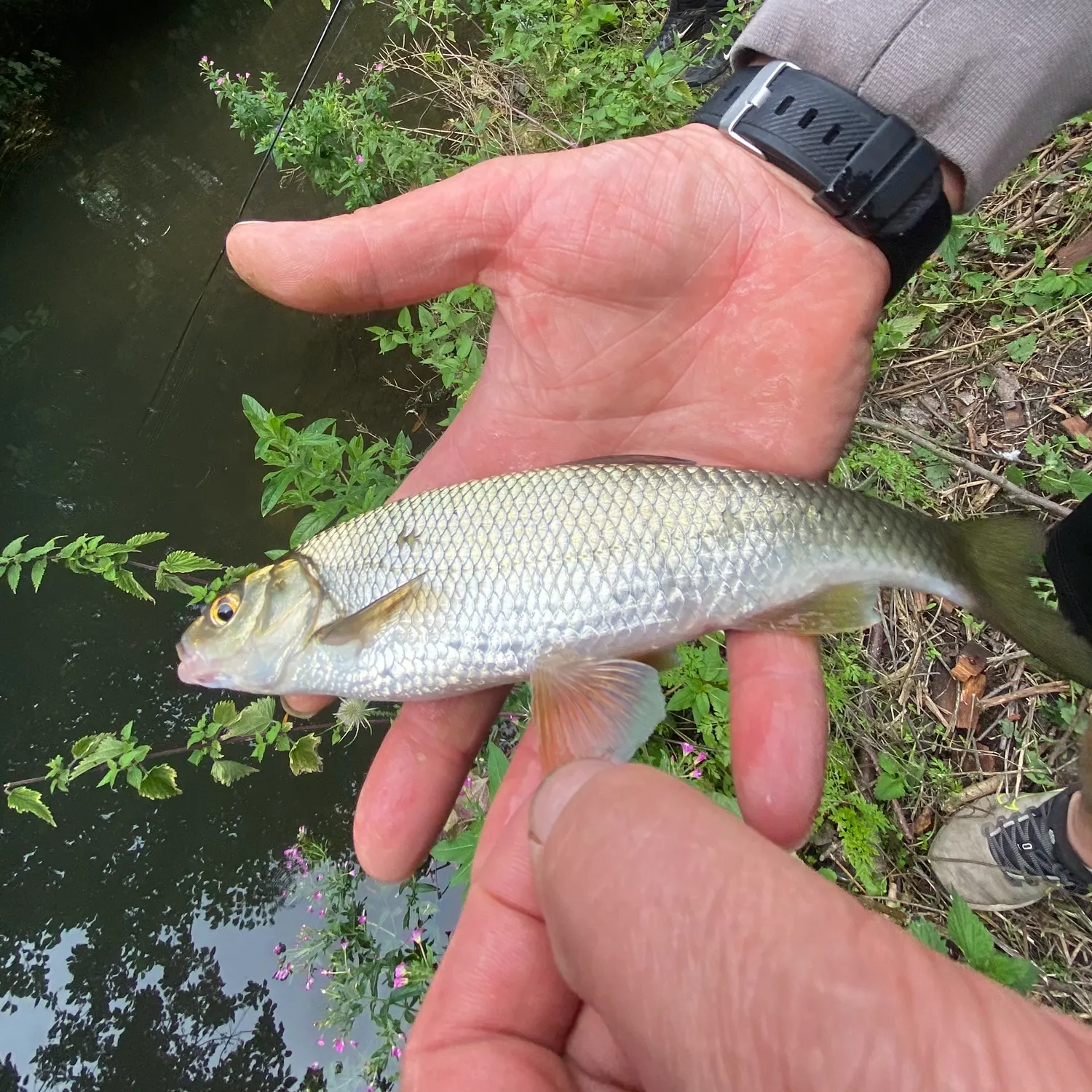 The most recent Common dace catches on Fishbrain