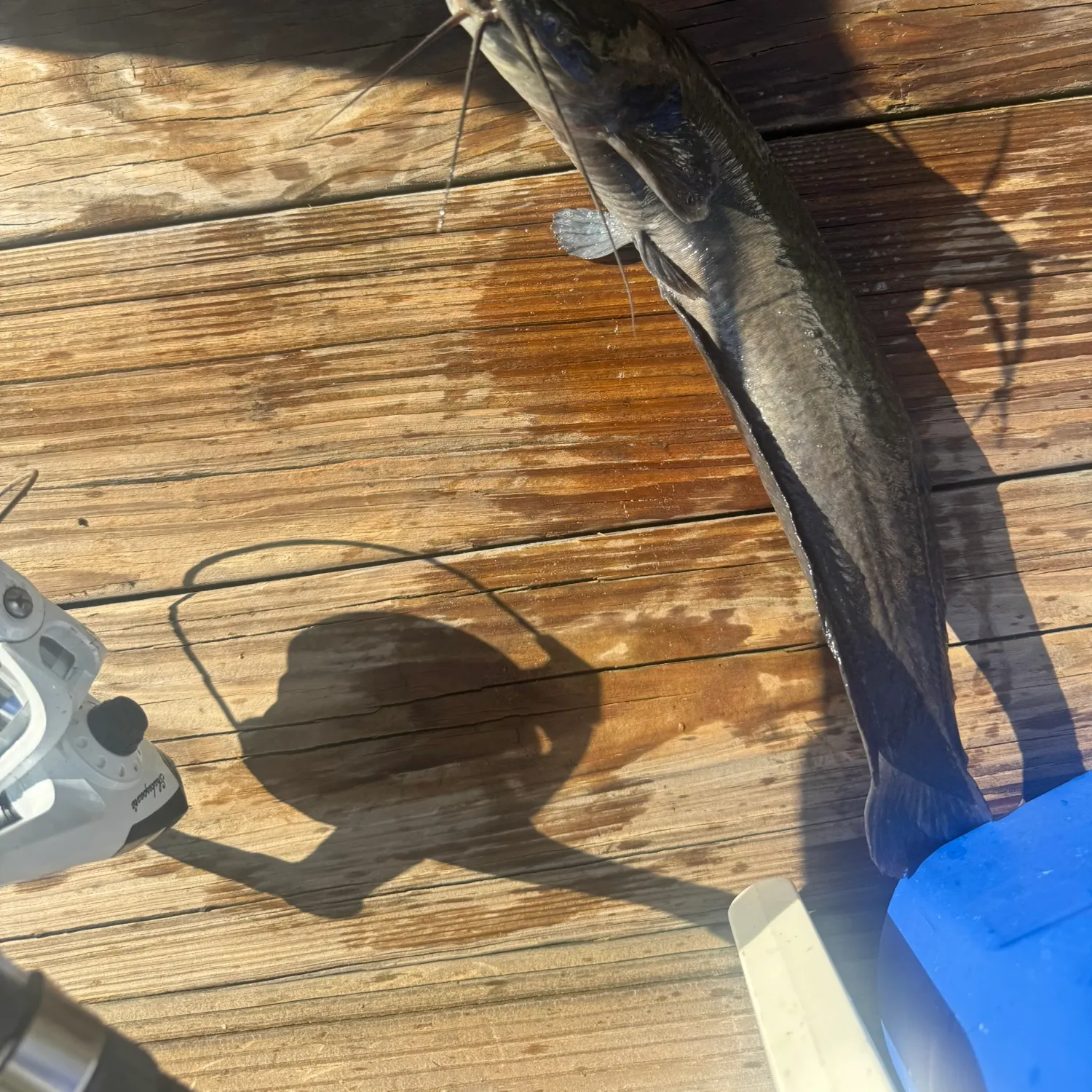 The most recent Walking catfish catches on Fishbrain