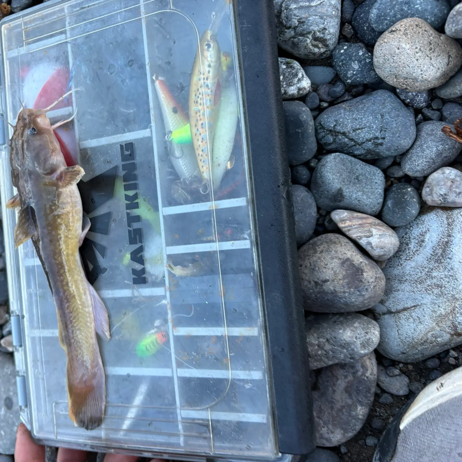 The most recent Stonecat catches on Fishbrain