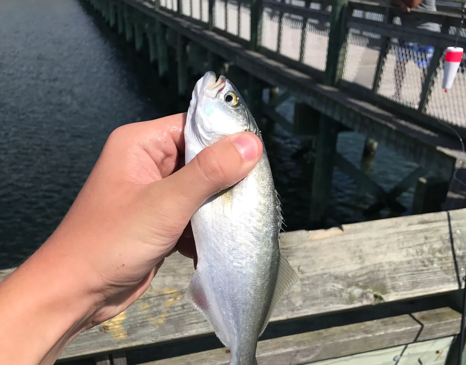 Bluefish