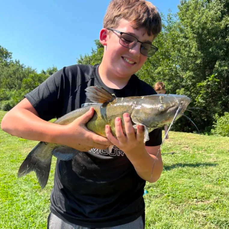 Black bullhead caught on Fishbrain