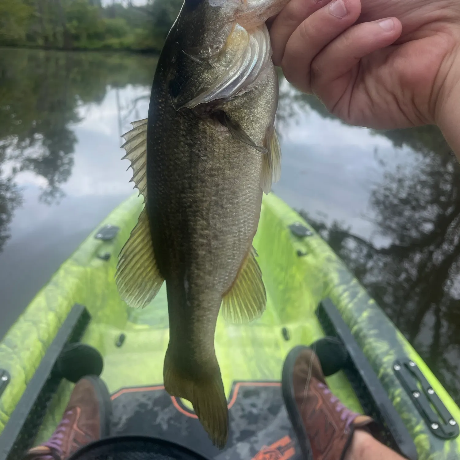 Largemouth bass caught on Fishbrain