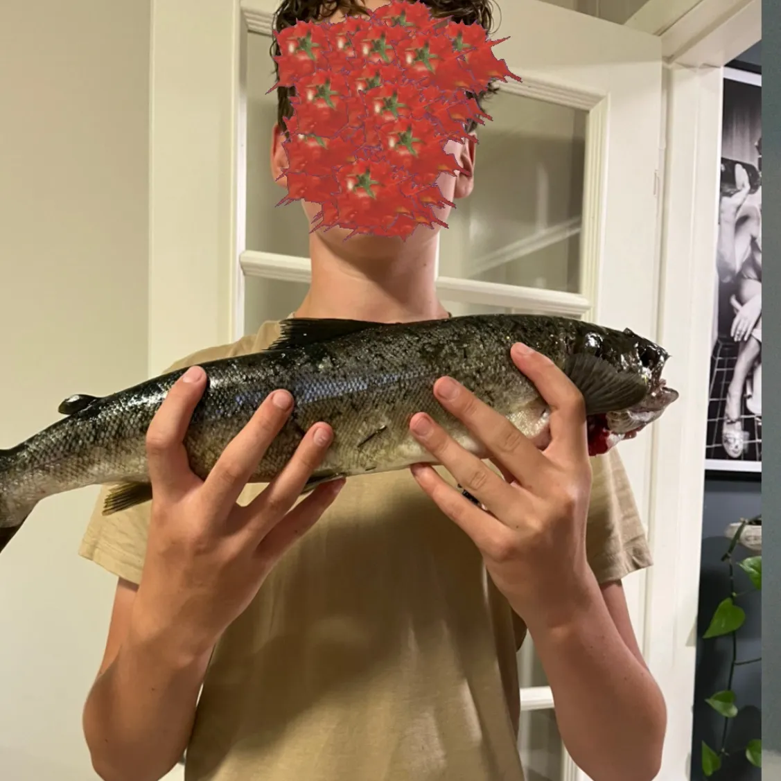 Atlantic salmon caught on Fishbrain