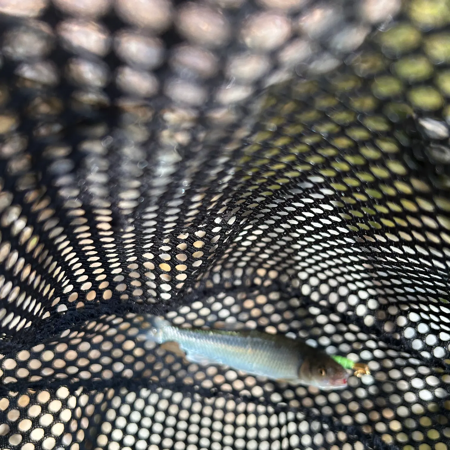 The most recent Whitetail shiner catches on Fishbrain