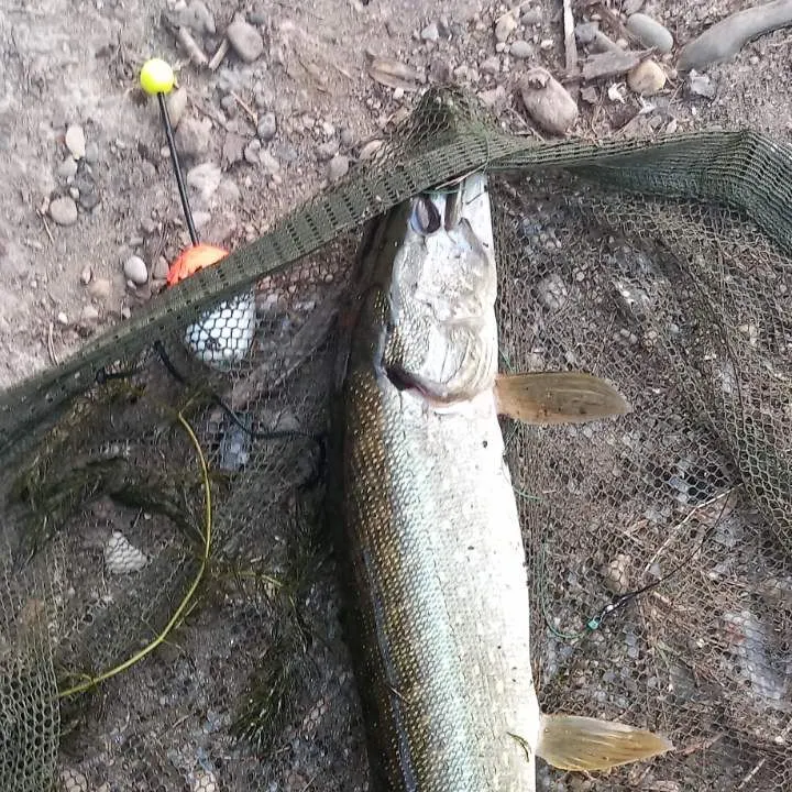 Northern pike caught on Fishbrain