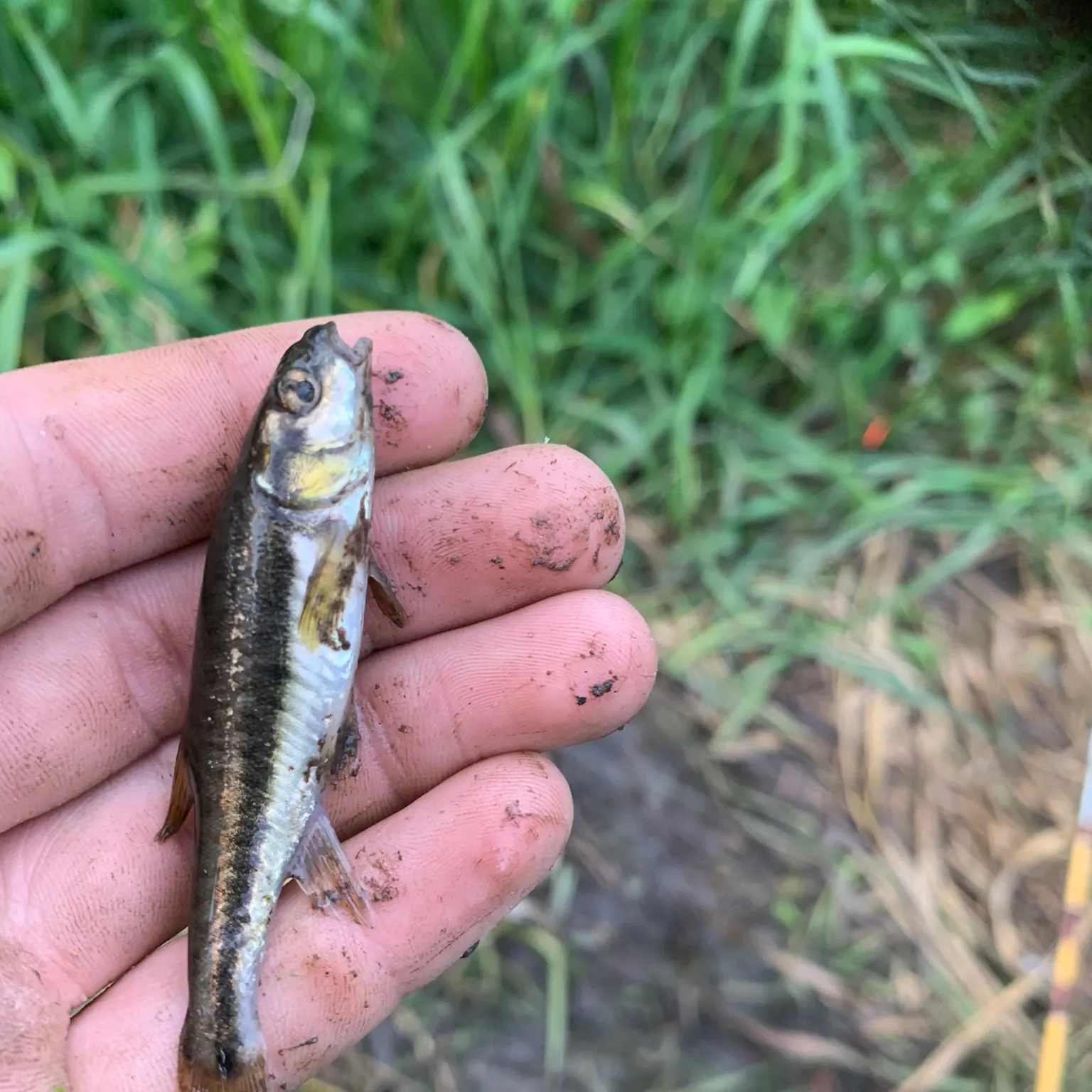 The most recent Eurasian minnow catches on Fishbrain