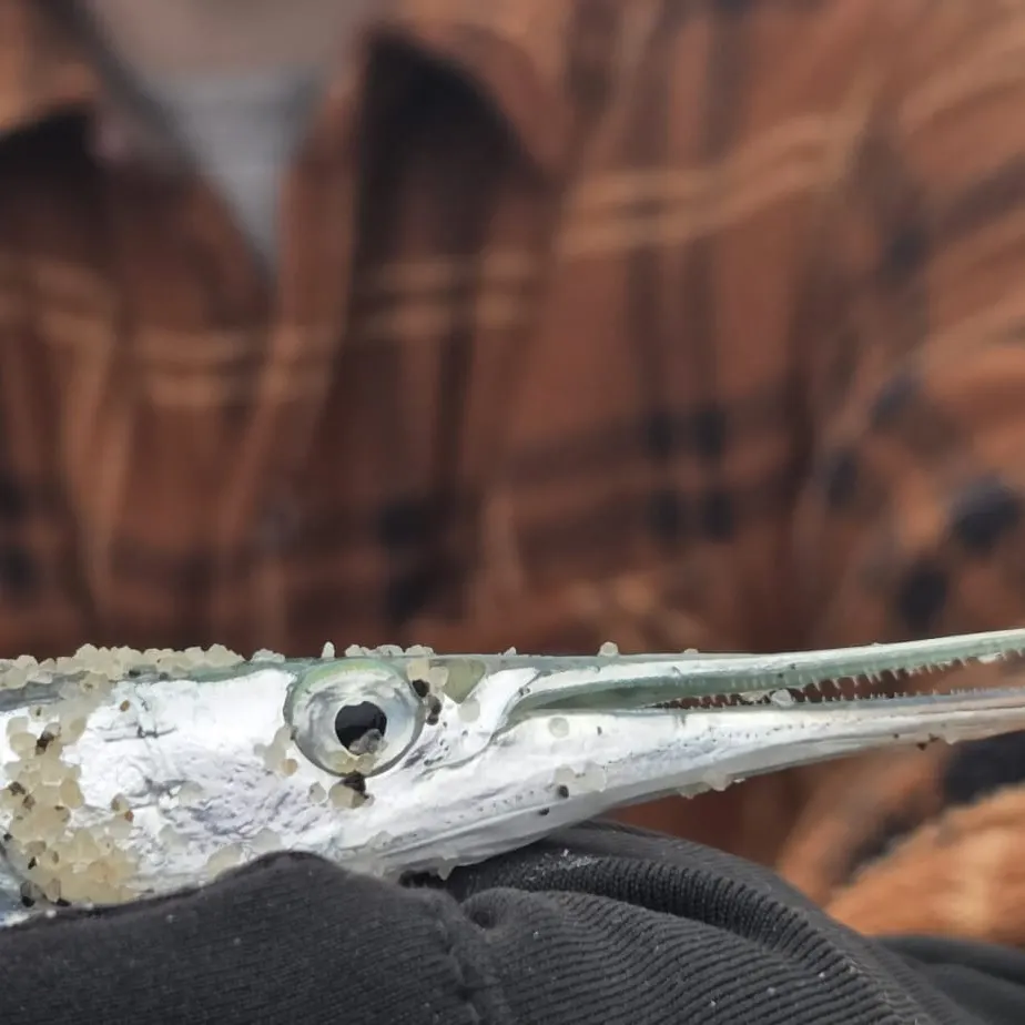 The most recent European garfish catches on Fishbrain