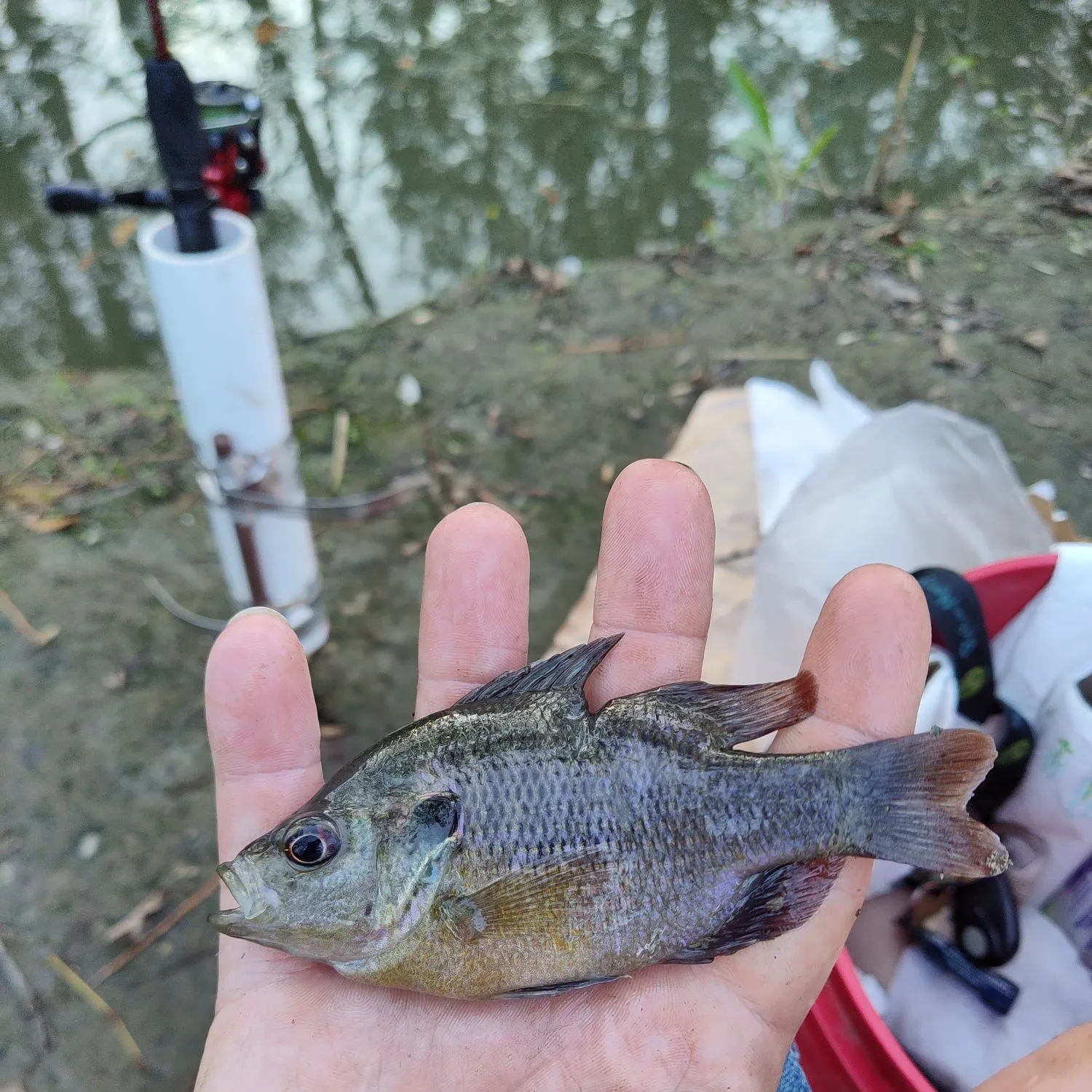 The most recent Redspotted sunfish catches on Fishbrain