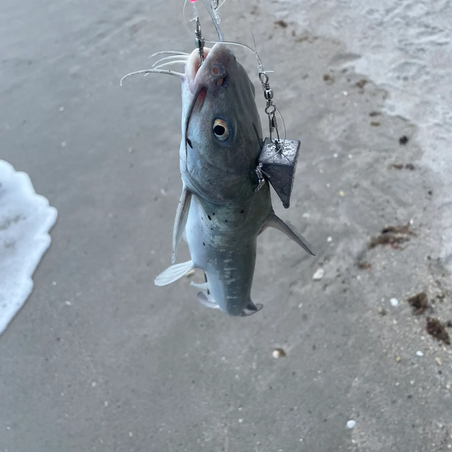 Hardhead sea catfish caught on Fishbrain