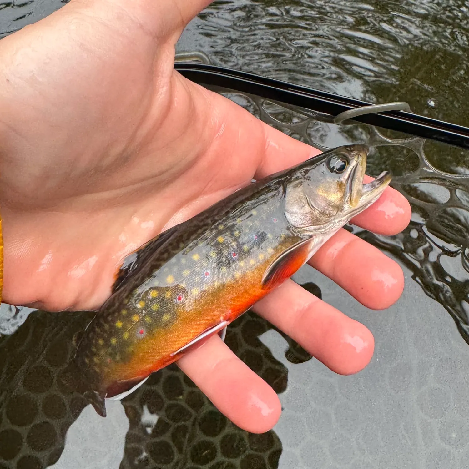Brook trout caught on Fishbrain