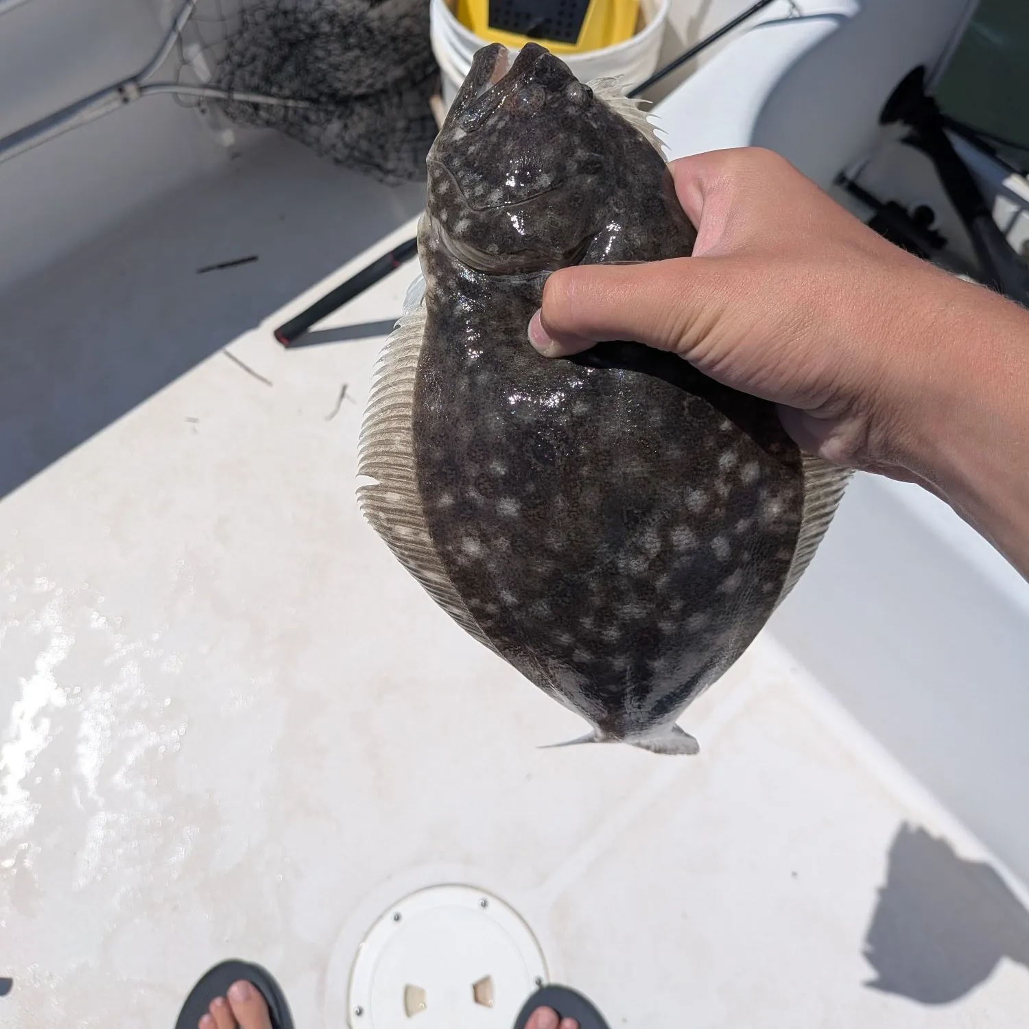 Summer flounder caught on Fishbrain