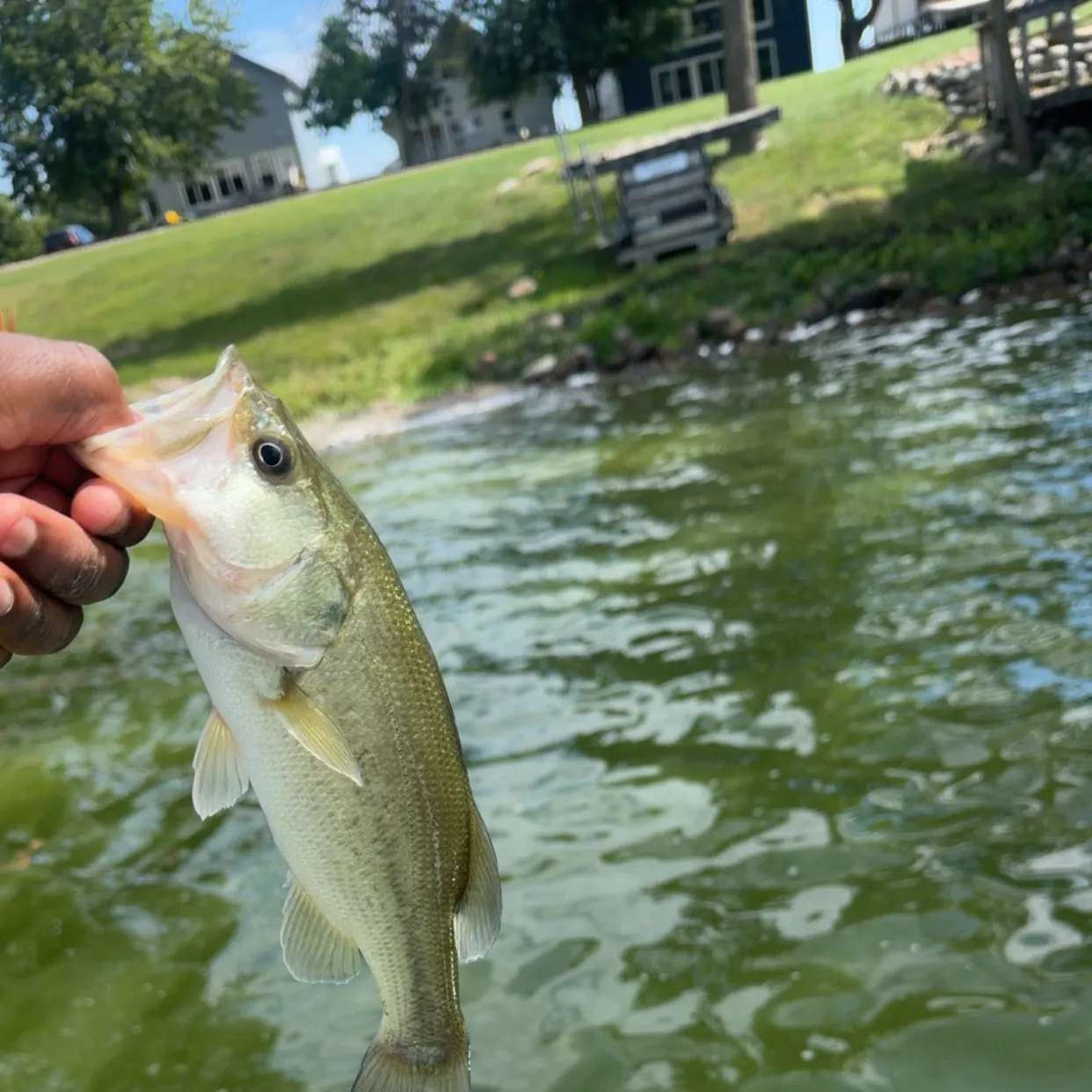 Largemouth bass caught on Fishbrain
