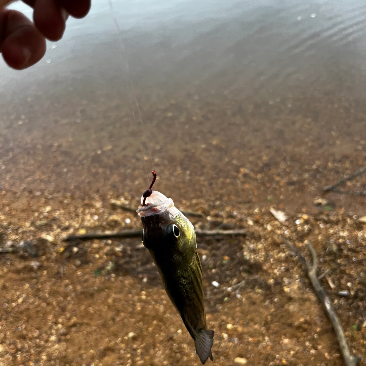 The most recent Yellowbelly cichlid catches on Fishbrain