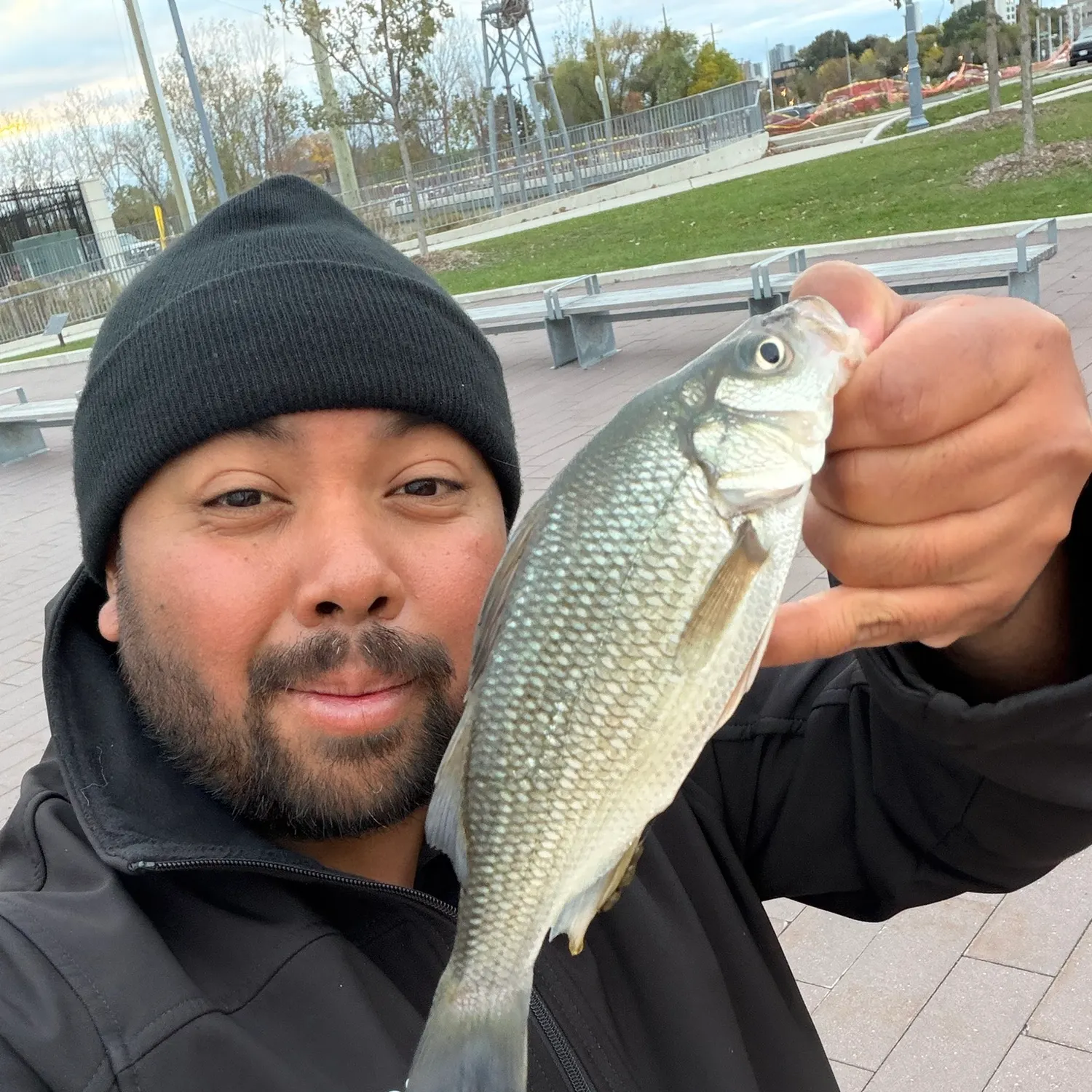 White perch caught on Fishbrain