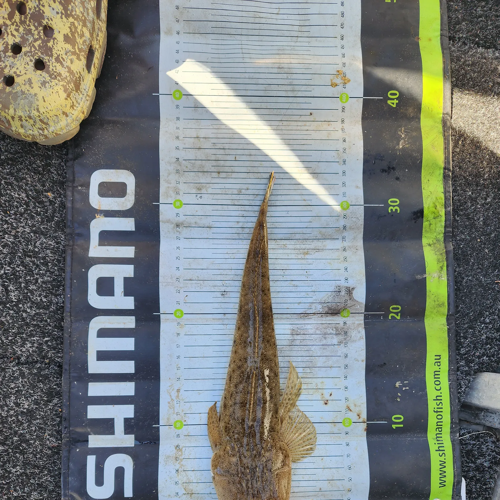 angler catch