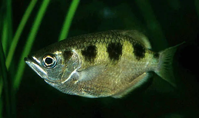 Banded archerfish