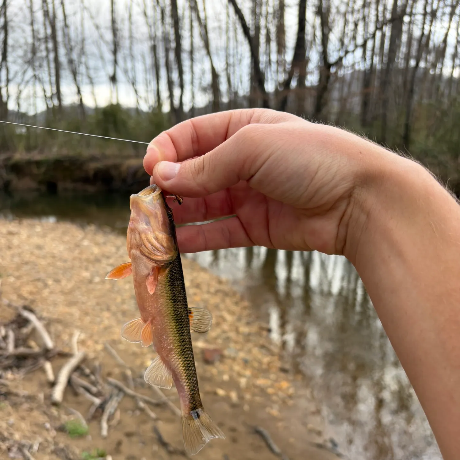 The most recent Bigmouth chub catches on Fishbrain