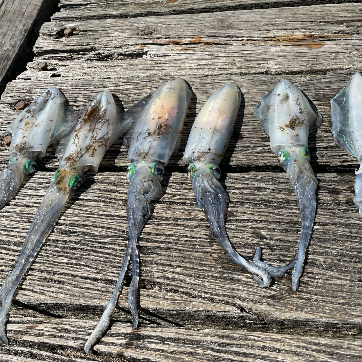 recently logged catches