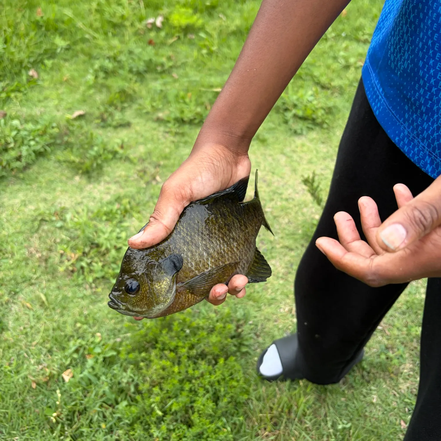 Bluegill caught on Fishbrain