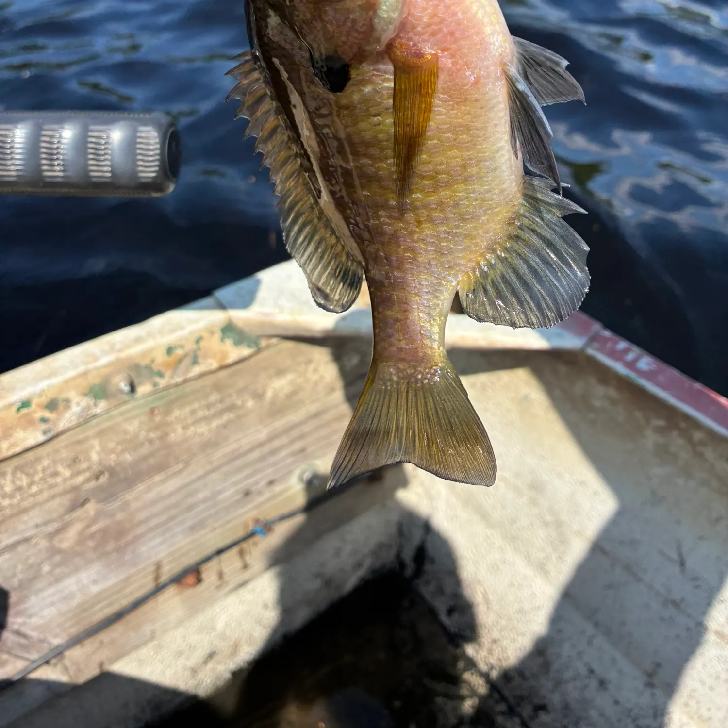 Bluegill caught on Fishbrain